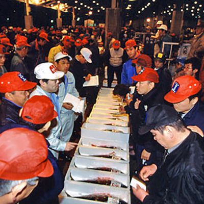 鮮魚市場せり状況