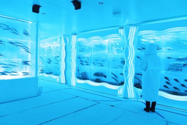 氷の水族館