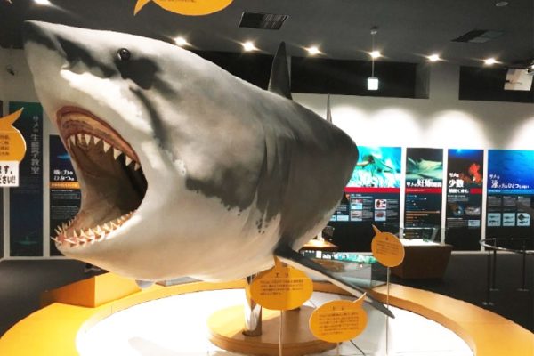シャークミュージアム