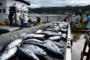 気仙沼市魚市場におけるカツオの水揚げ風景